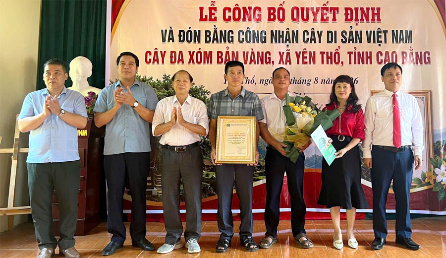 Cao[-]Bằng:[-]C&ocirc;ng[-]nhận[-]c&acirc;y[-]Đa[-]x&oacute;m[-]Bản[-]V&agrave;ng,[-]x&atilde;[-]Y&ecirc;n[-]Thổ[-]l&agrave;[-]C&acirc;y[-]Di[-]sản[-]Việt[-]Nam